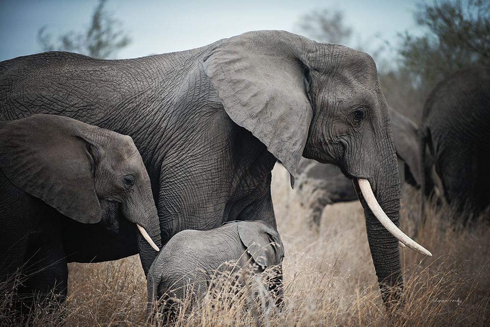 Ellie Family art print by Sharon Vardy for $57.95 CAD