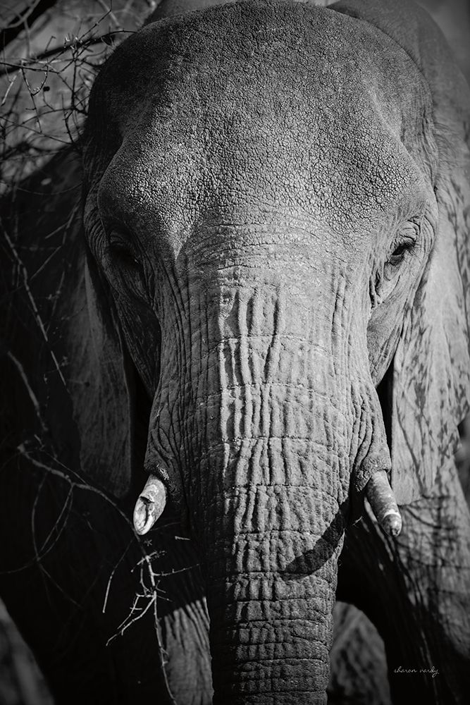 Close Up Elephant art print by Sharon Vardy for $57.95 CAD