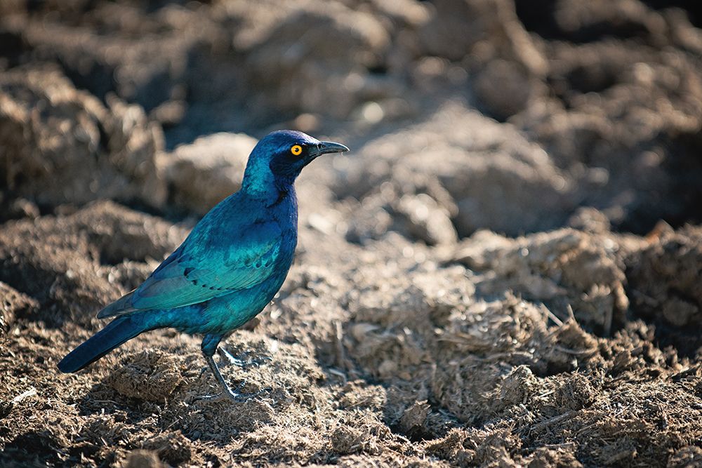 Glossy Starling art print by Sharon Vardy for $57.95 CAD