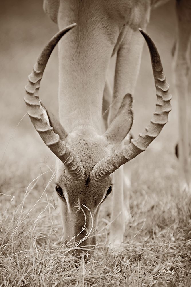 Impala Horns art print by Sharon Vardy for $57.95 CAD
