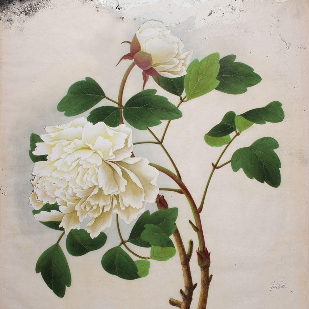 White Peony art print by Deborah Revell for $57.95 CAD