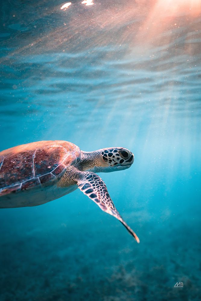 Just Keep Swimming art print by Max Blakesberg Studios for $57.95 CAD