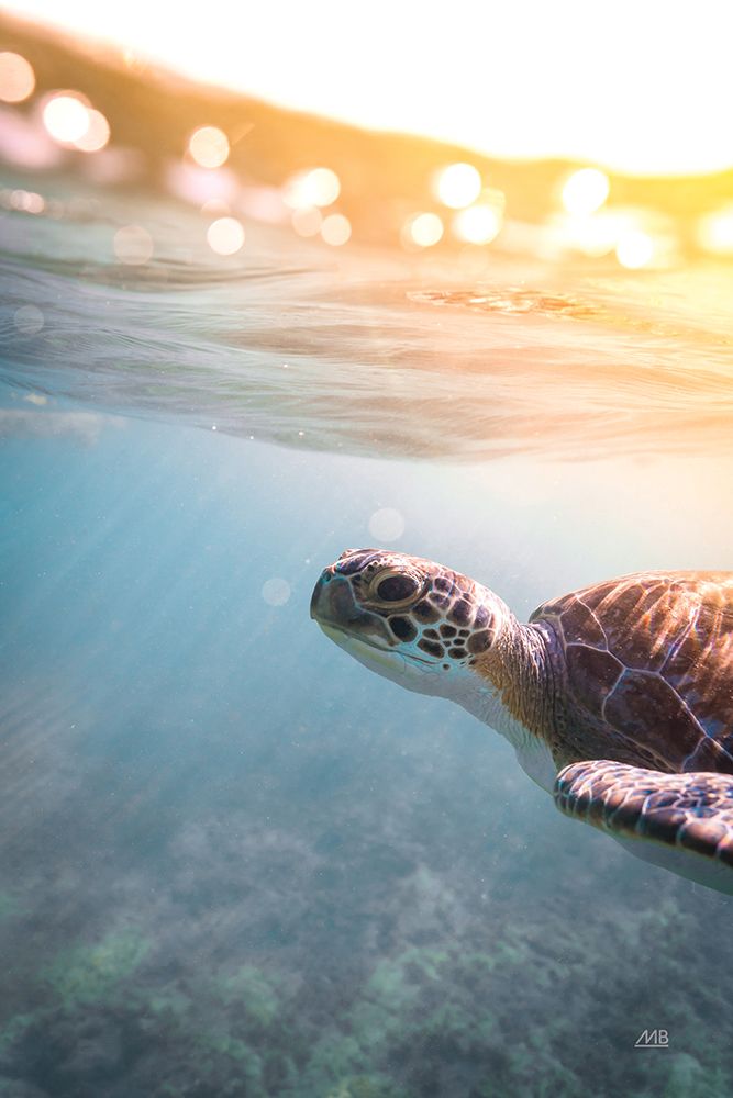 Sunny Swim art print by Max Blakesberg Studios for $57.95 CAD