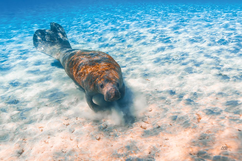 Manatee art print by Max Blakesberg Studios for $57.95 CAD