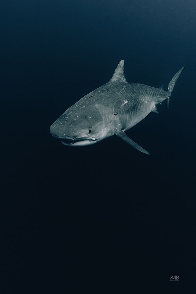 Tiger Shark art print by Max Blakesberg Studios for $57.95 CAD