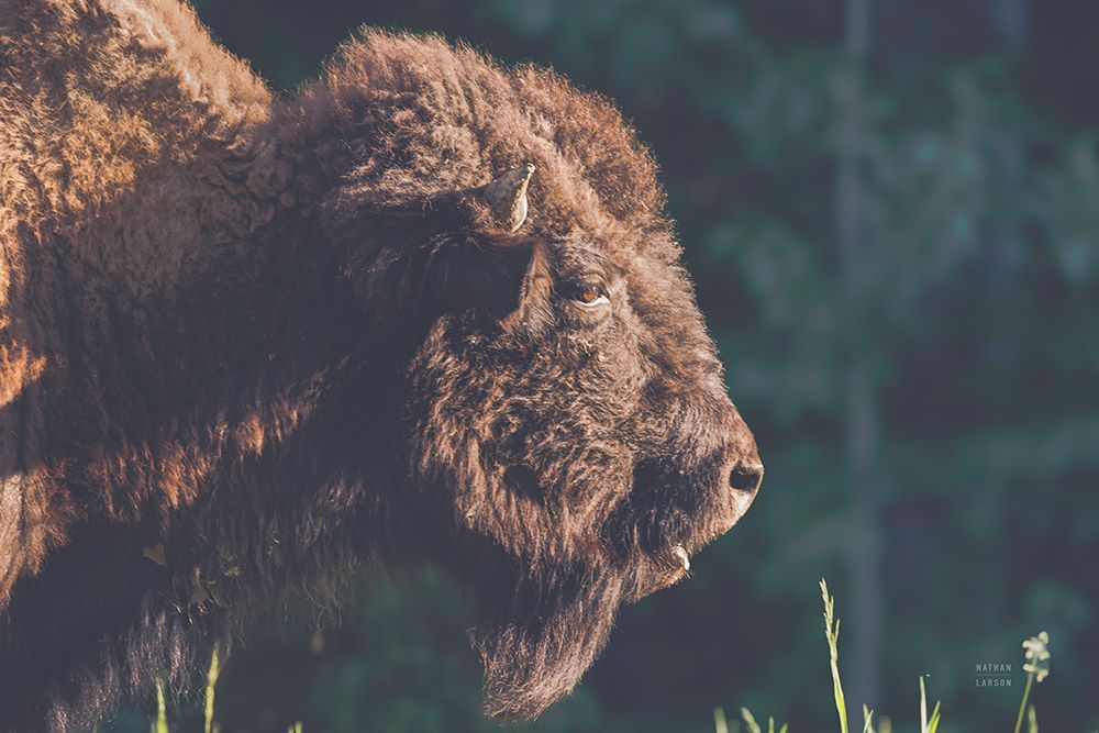 Bison Meditation art print by Nathan Larson for $57.95 CAD