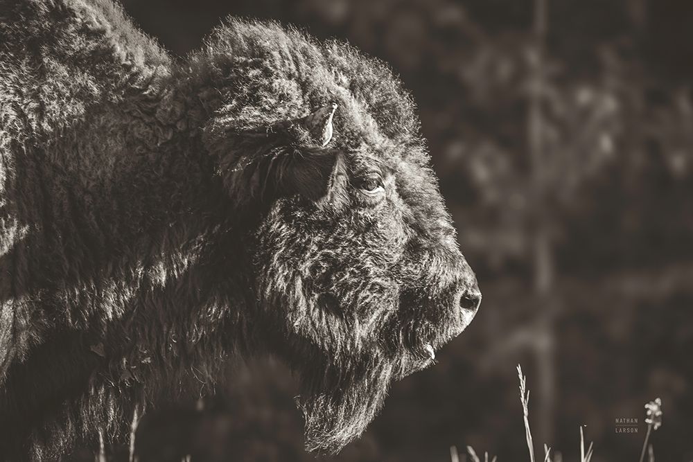 Bison Meditation art print by Nathan Larson for $57.95 CAD