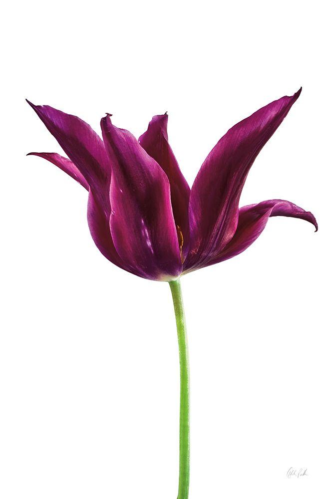 Moody Beauty I art print by Deborah Revell for $57.95 CAD