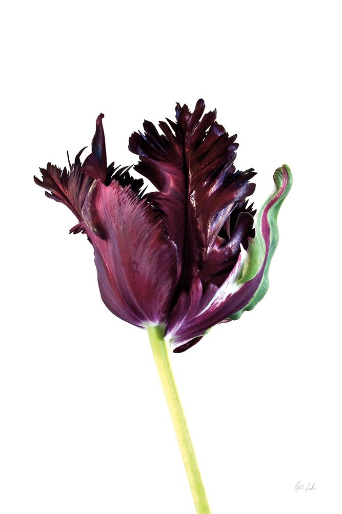 Moody Beauty II art print by Deborah Revell for $57.95 CAD