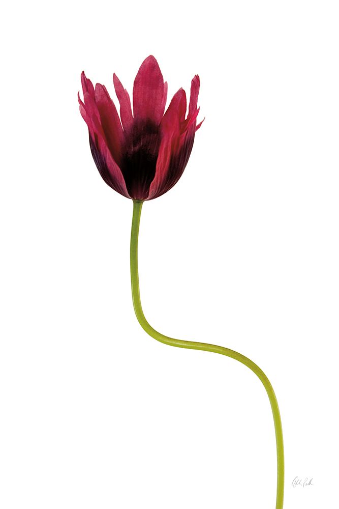 Moody Beauty III art print by Deborah Revell for $57.95 CAD