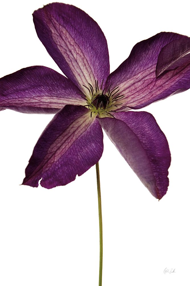 Moody Beauty IV art print by Deborah Revell for $57.95 CAD