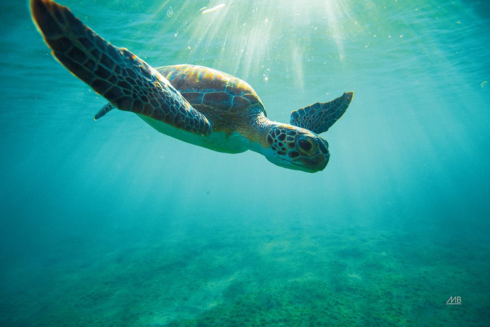 Dive art print by Max Blakesberg Studios for $57.95 CAD
