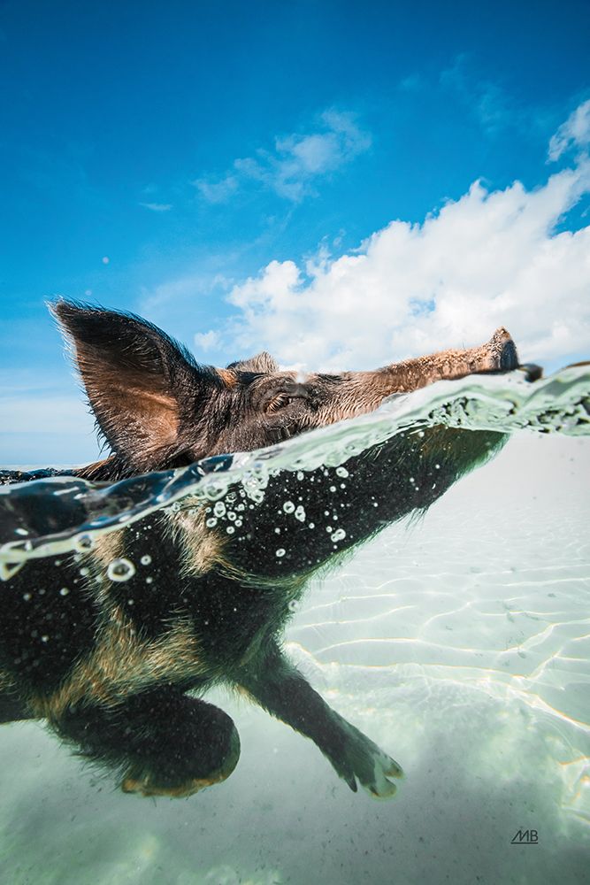 Swimming Pig art print by Max Blakesberg Studios for $57.95 CAD