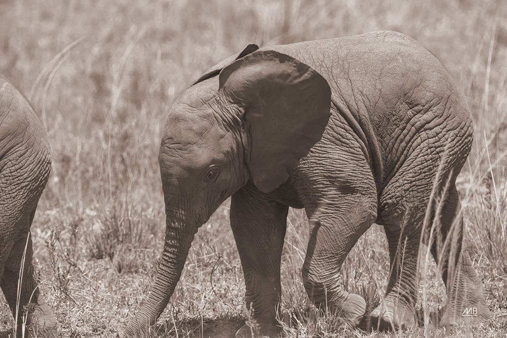 Kenyan Elephant art print by Max Blakesberg Studios for $57.95 CAD