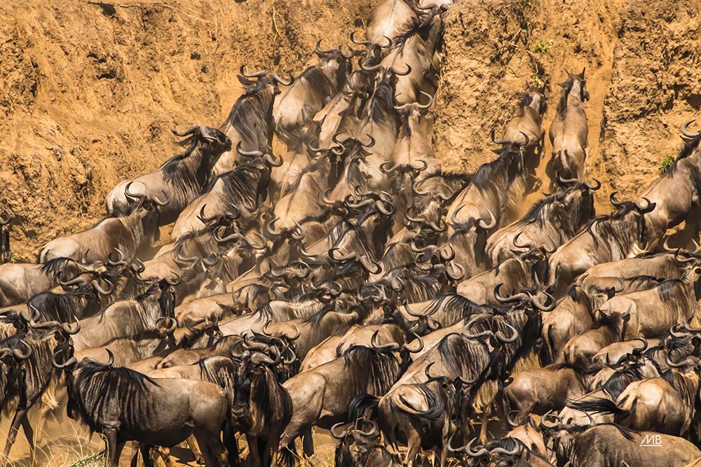 Kenyan Herd I art print by Max Blakesberg Studios for $57.95 CAD