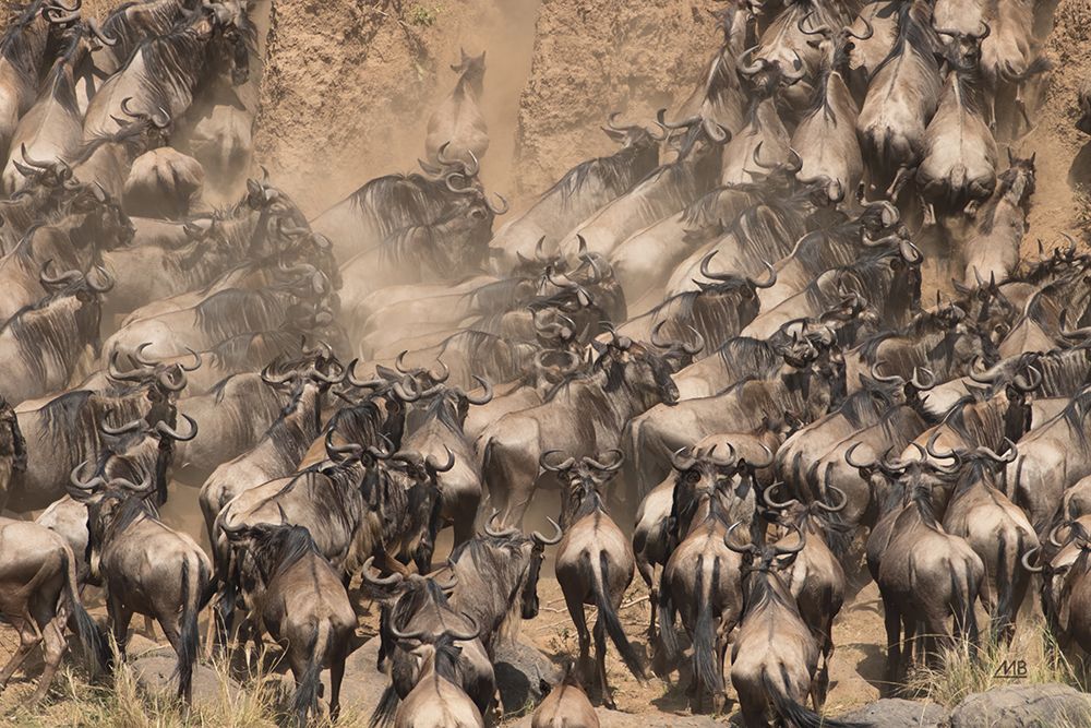 Kenyan Herd II art print by Max Blakesberg Studios for $57.95 CAD