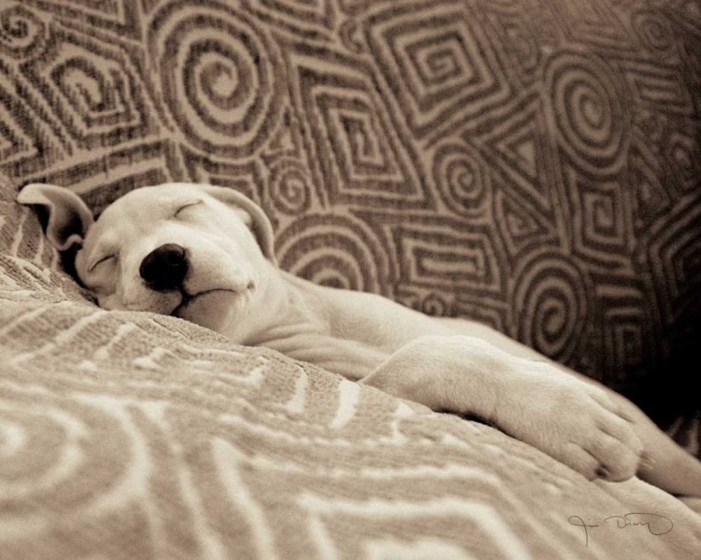 Dog Tired art print by Jim Dratfield for $57.95 CAD