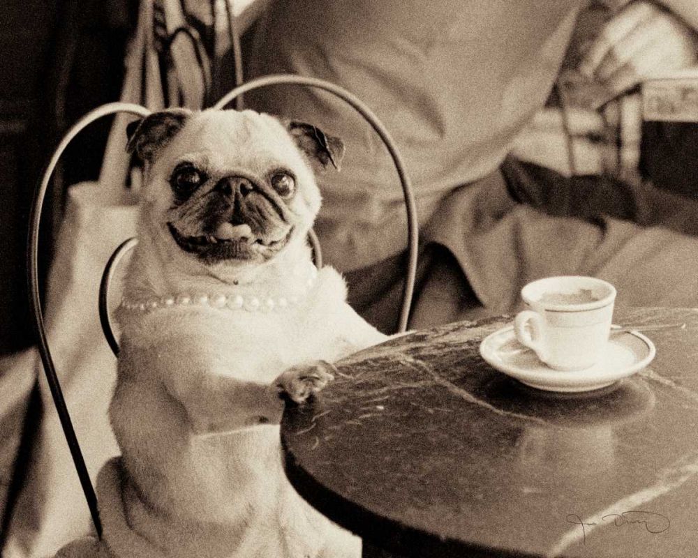 Cafe Pug art print by Jim Dratfield for $57.95 CAD