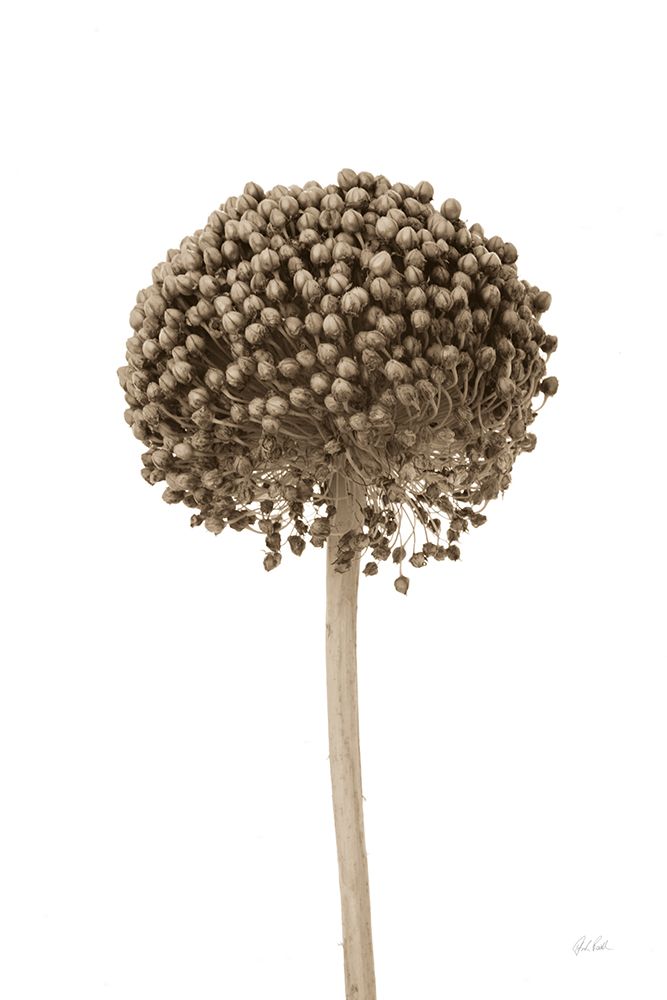 Allium II art print by Deborah Revell for $57.95 CAD