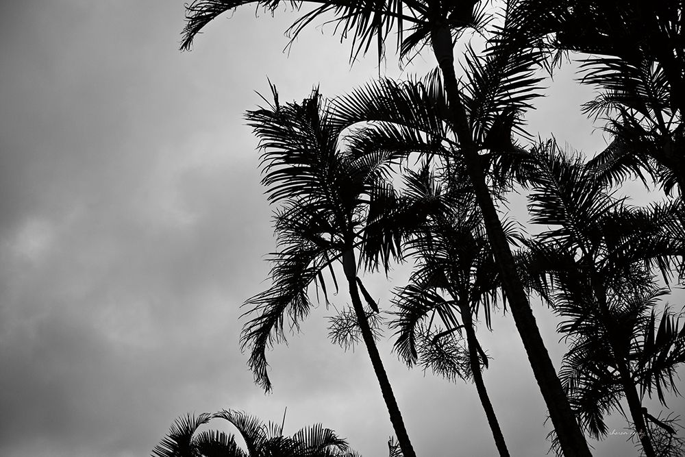 Bamboo Palms art print by Sharon Vardy for $57.95 CAD
