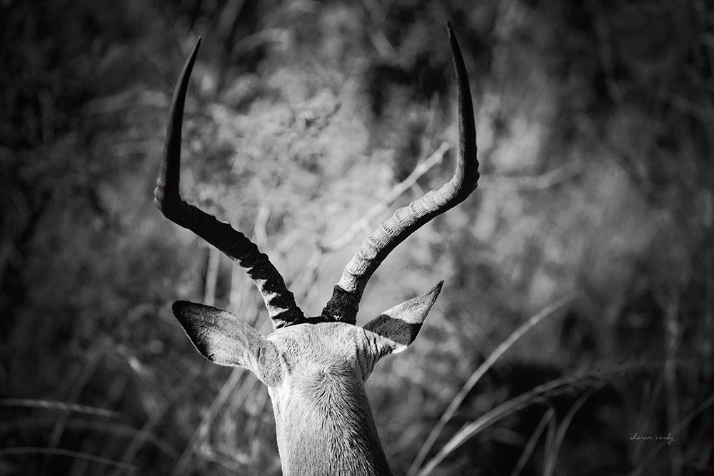 Impala Ram Horns art print by Sharon Vardy for $57.95 CAD
