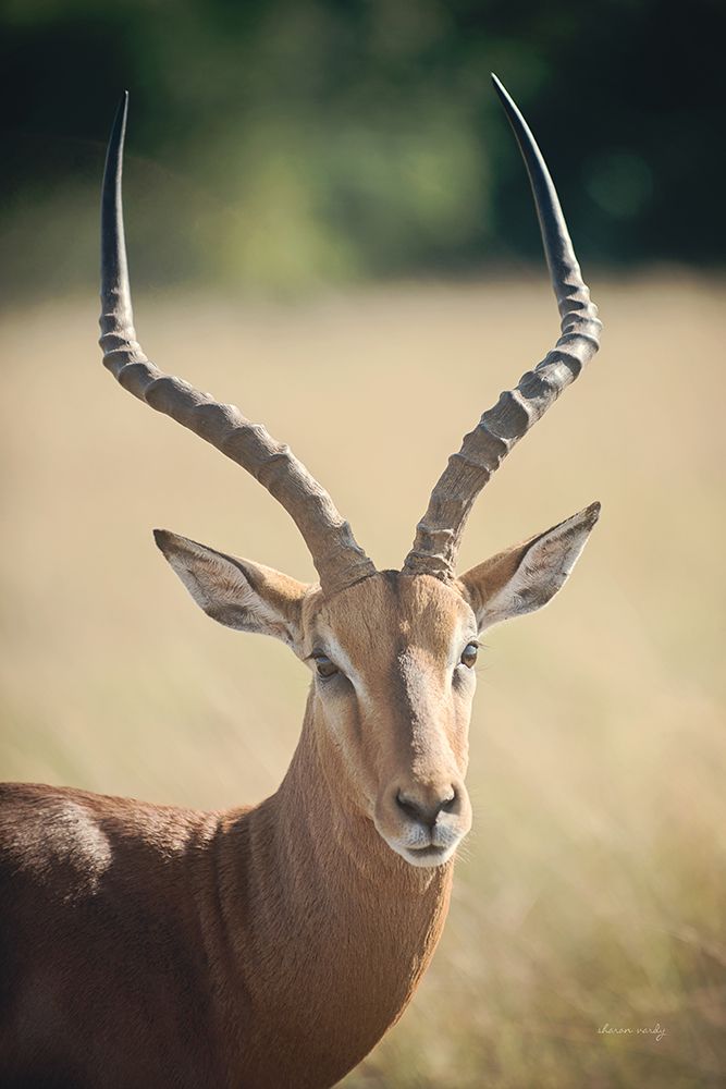 Impala Ram I art print by Sharon Vardy for $57.95 CAD