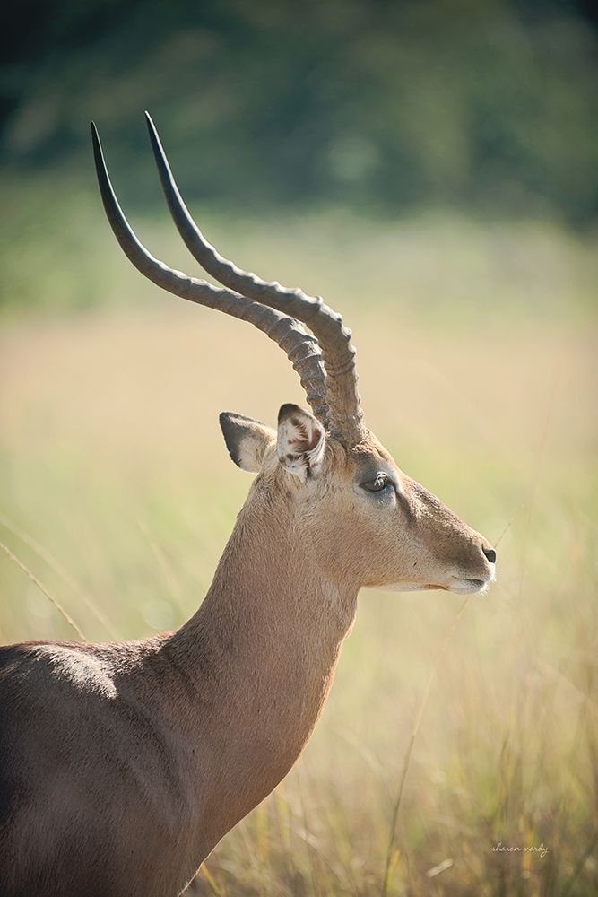 Impala Ram II art print by Sharon Vardy for $57.95 CAD