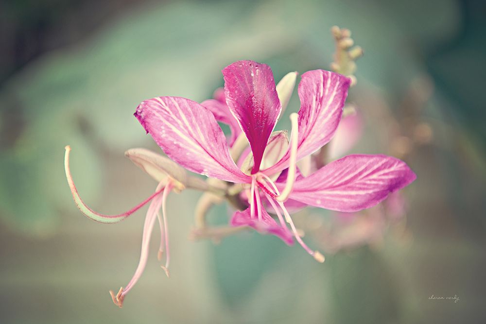 Butterfly Orchid art print by Sharon Vardy for $57.95 CAD