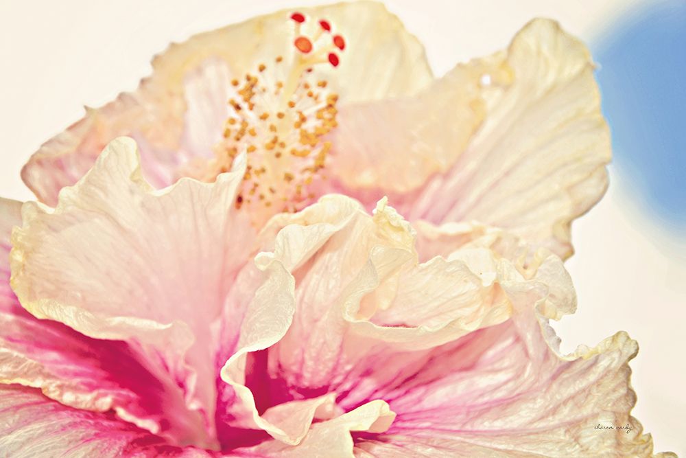 Pink Hibiscus art print by Sharon Vardy for $57.95 CAD
