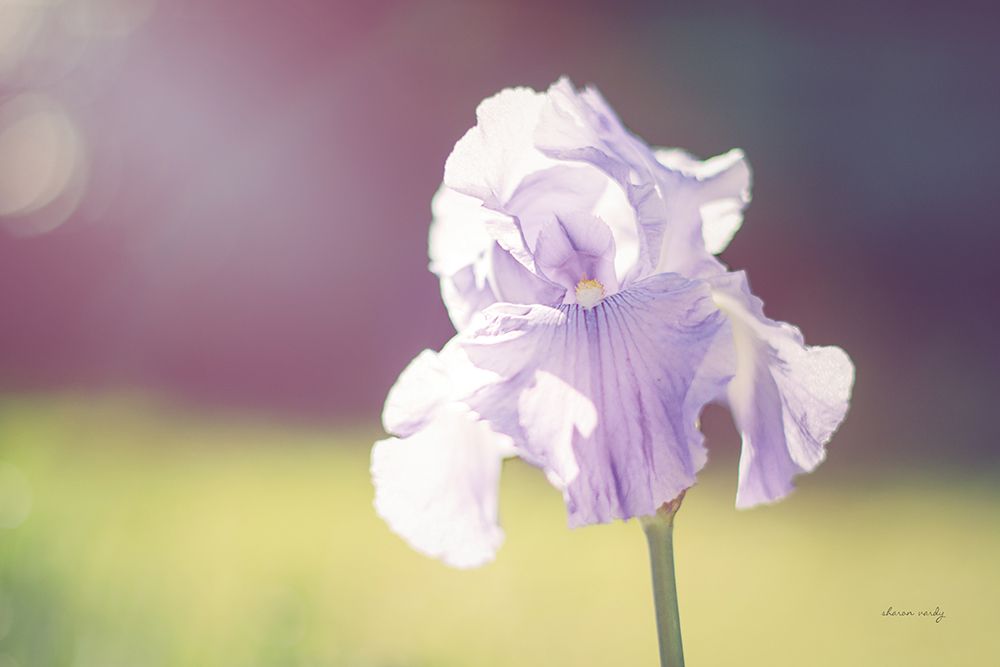Purple Iris art print by Sharon Vardy for $57.95 CAD