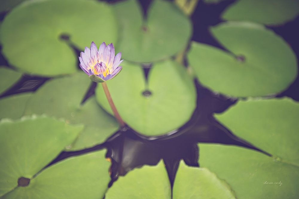 Water Lilies art print by Sharon Vardy for $57.95 CAD