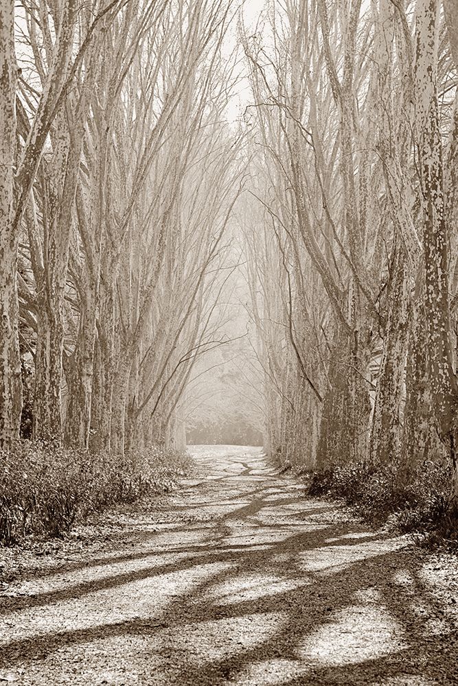 Tree Avenue art print by Sharon Vardy for $57.95 CAD