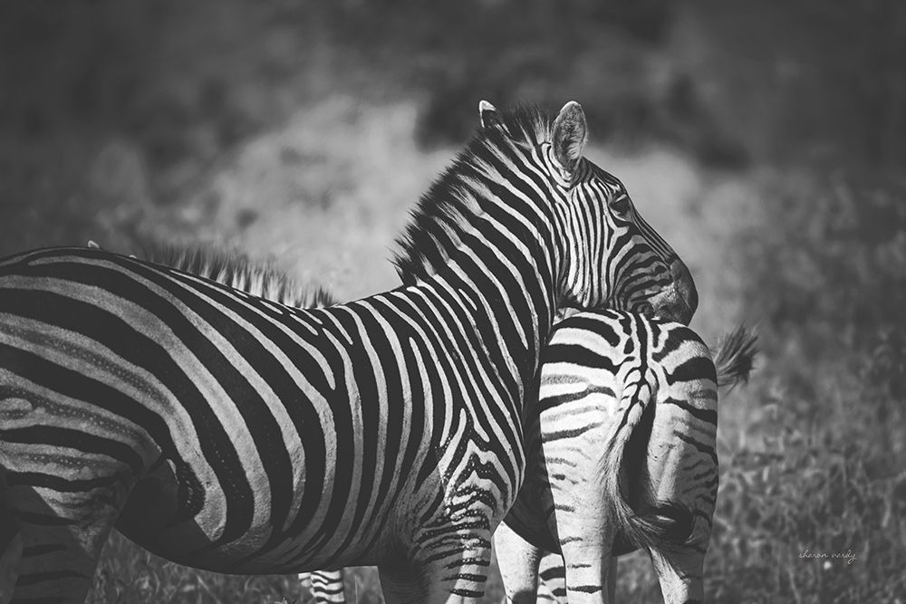 Zebra Love art print by Sharon Vardy for $57.95 CAD