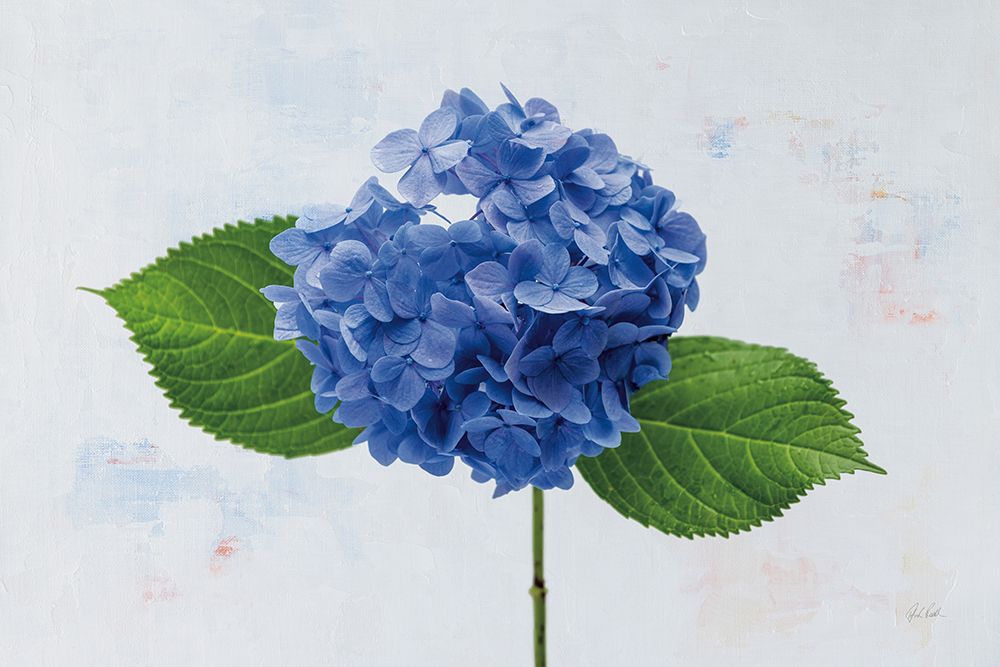 Bright Blue Hydrangea art print by Deborah Revell for $57.95 CAD