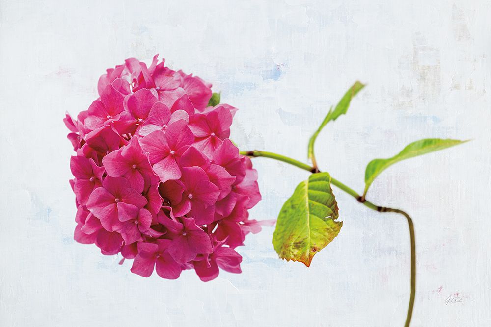 Bright Pink Hydrangea art print by Deborah Revell for $57.95 CAD