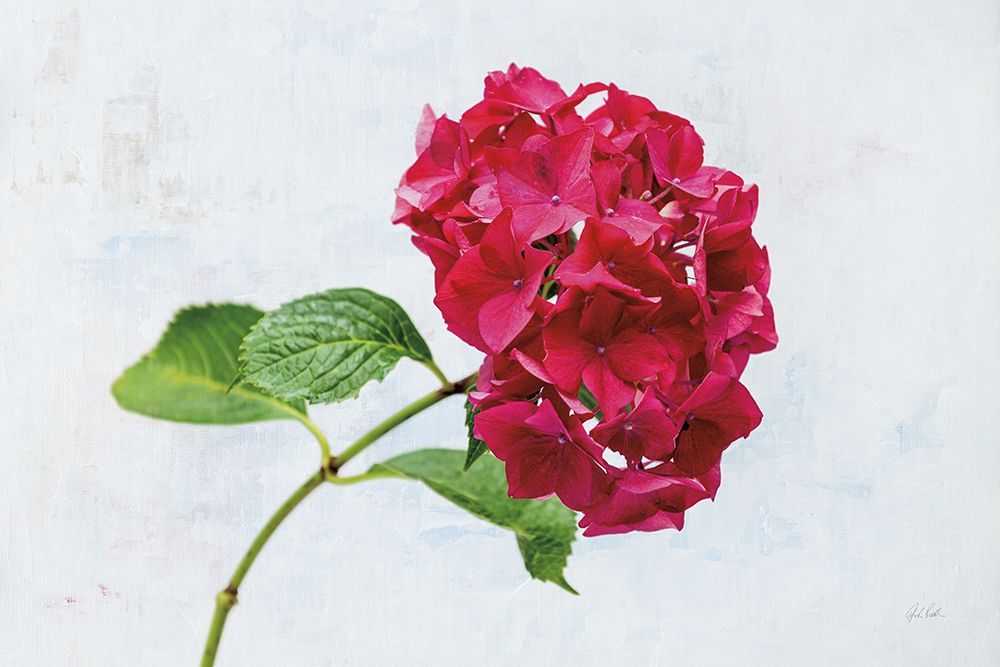 Bright Red Hydrangea art print by Deborah Revell for $57.95 CAD