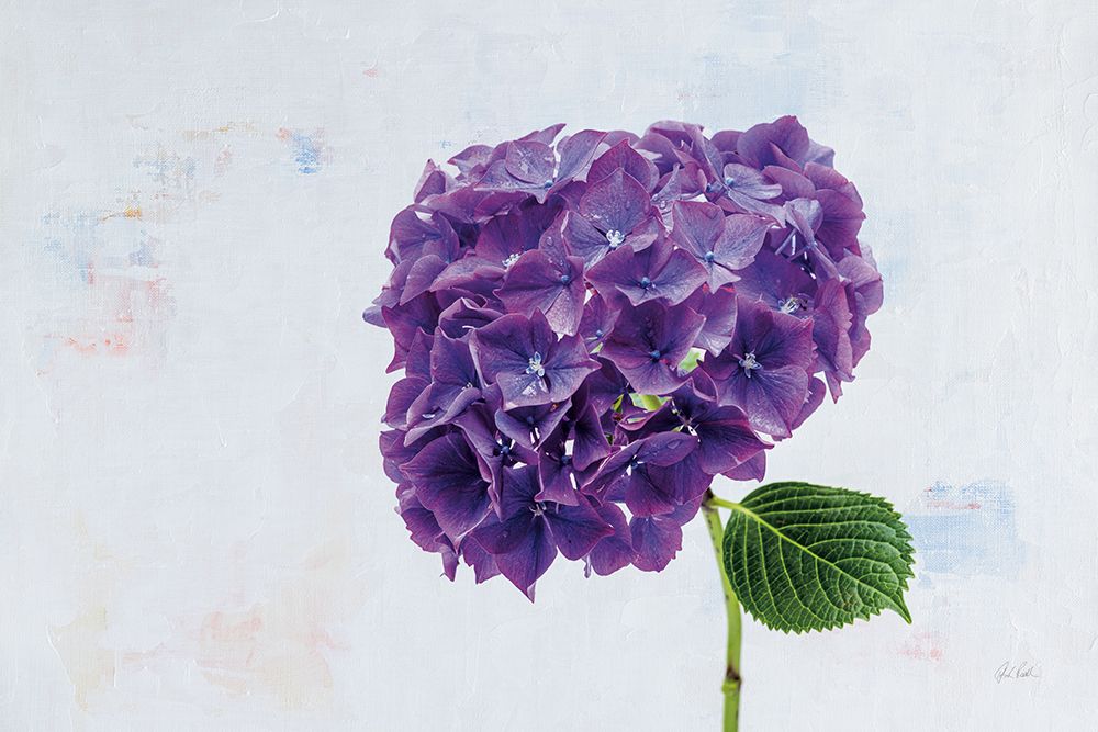 Bright Purple Hydrangea art print by Deborah Revell for $57.95 CAD