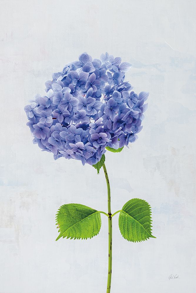 Cape Cod Hydrangea L art print by Deborah Revell for $57.95 CAD