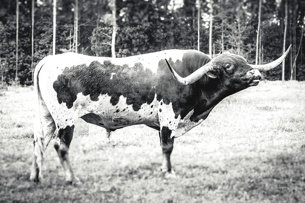 Longhorn Bull BW art print by Nathan Larson for $57.95 CAD