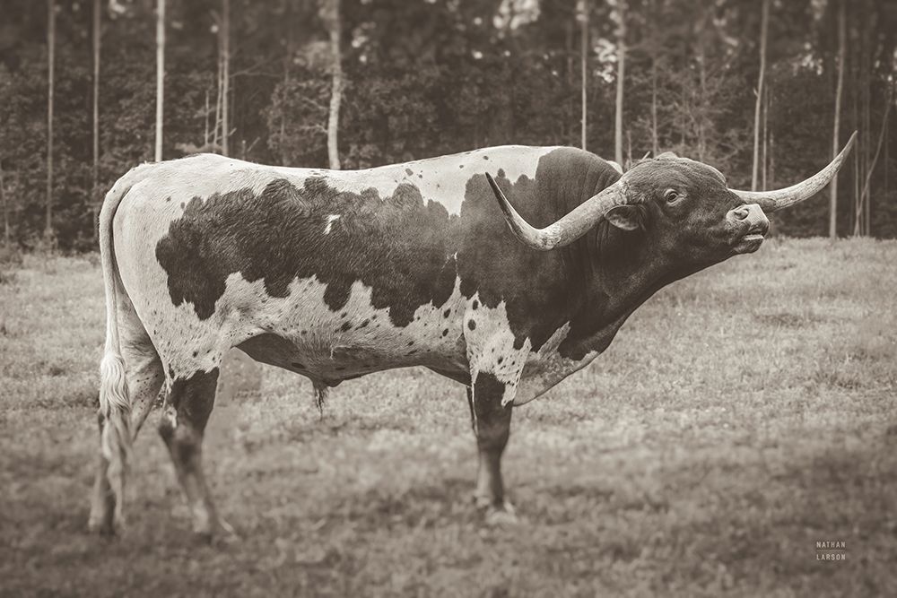 Longhorn Bull Sepia art print by Nathan Larson for $57.95 CAD