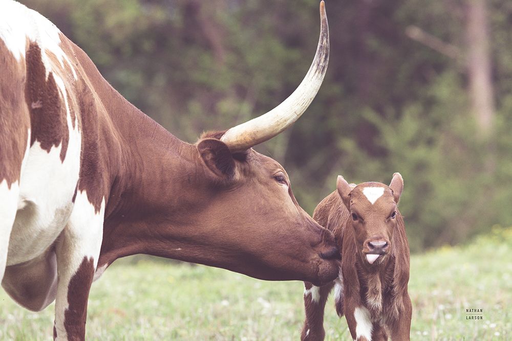 Longhorn Pasture Pair art print by Nathan Larson for $57.95 CAD