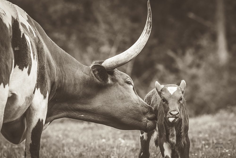 Longhorn Pasture Pair Sepia art print by Nathan Larson for $57.95 CAD