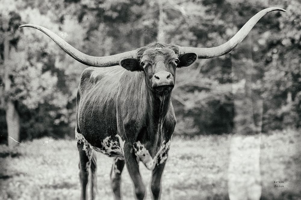 Longhorn Nosing Around art print by Nathan Larson for $57.95 CAD