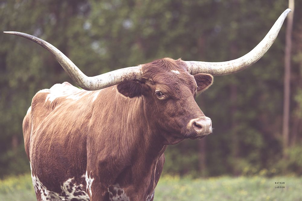 Longhorn Side Eye art print by Nathan Larson for $57.95 CAD