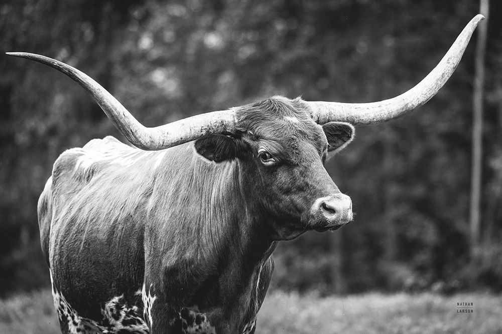 Longhorn Side Eye BW art print by Nathan Larson for $57.95 CAD