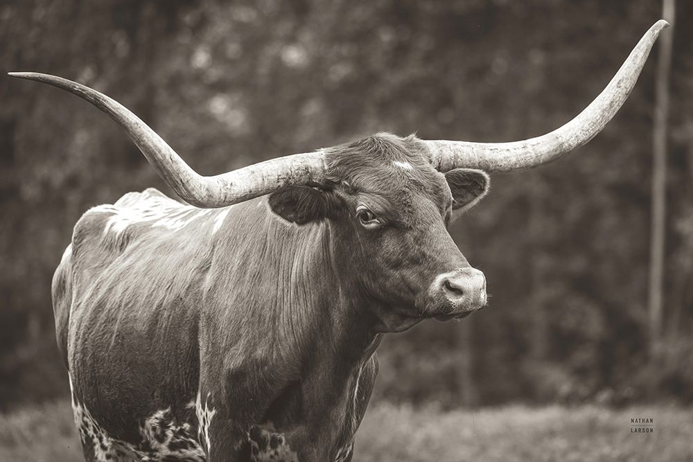 Longhorn Side Eye Sepia art print by Nathan Larson for $57.95 CAD