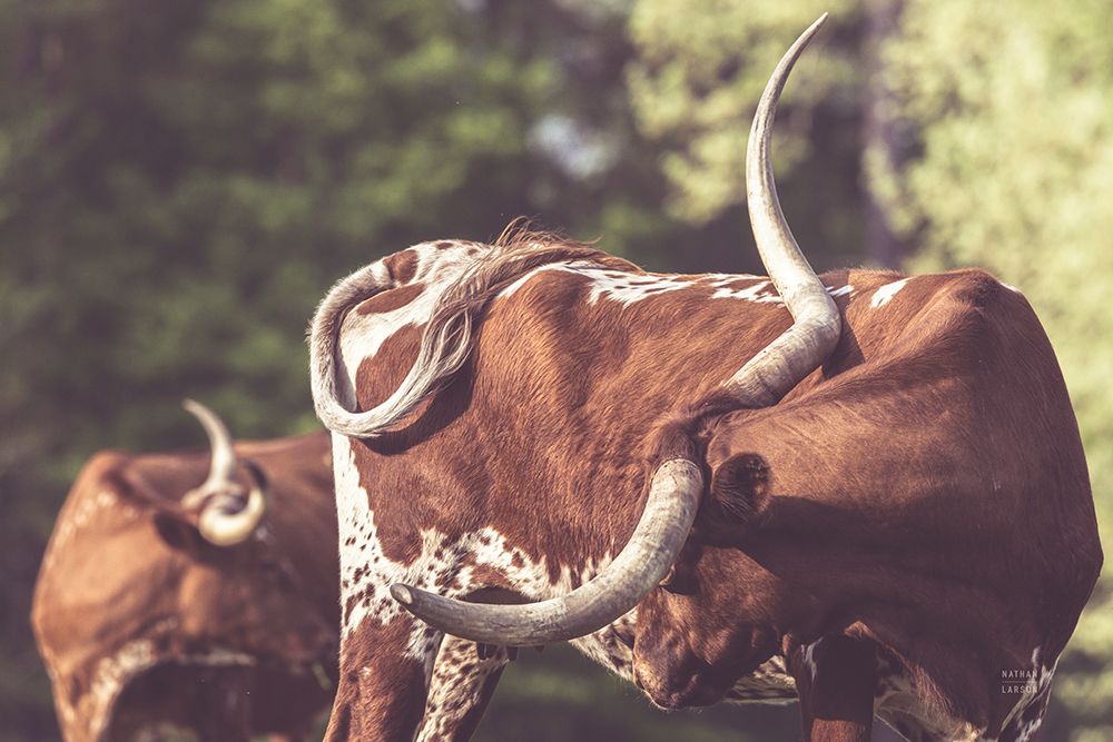 Longhorn Twist art print by Nathan Larson for $57.95 CAD