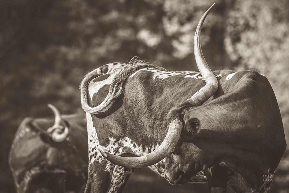 Longhorn Twist Sepia art print by Nathan Larson for $57.95 CAD