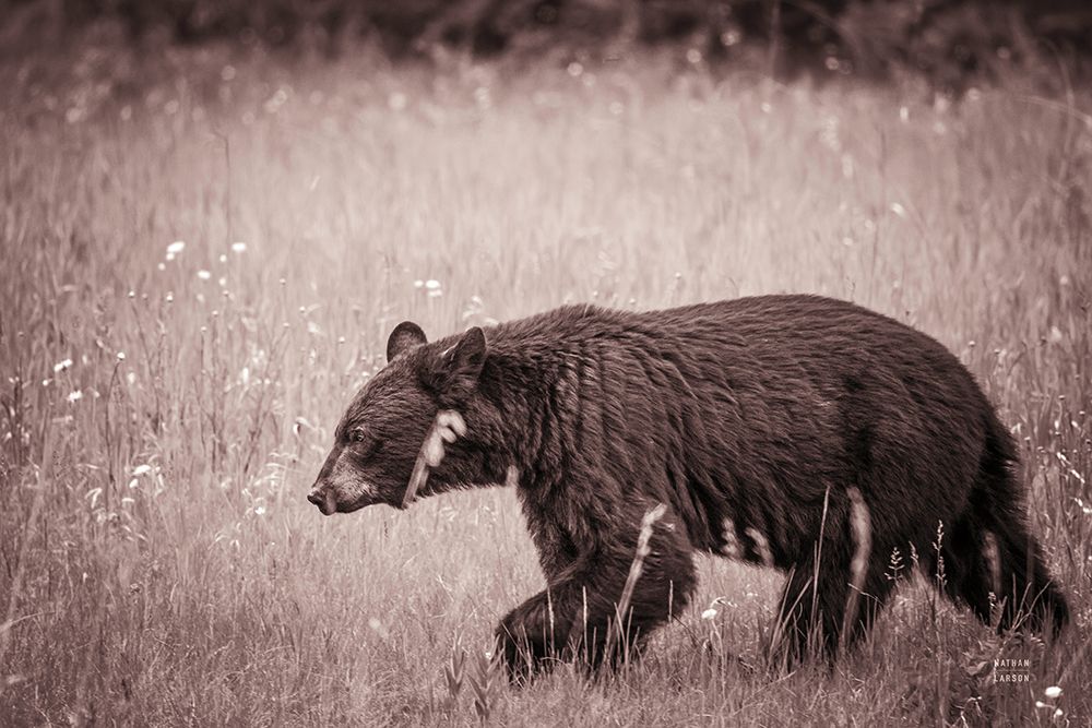 Black Bear in British Columbia Sepia Tones art print by Nathan Larson for $57.95 CAD