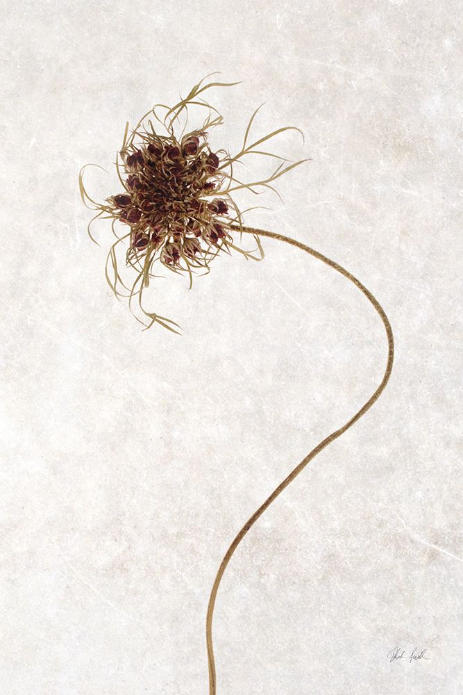 Dried Flower I art print by Deborah Revell for $57.95 CAD